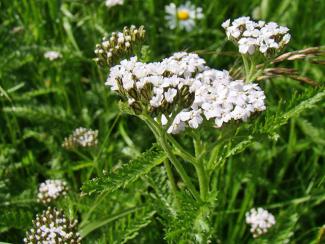 Yarrow